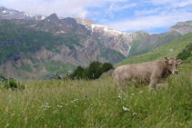 Una vaca pasturando en el valle de Otal.