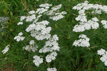 Milhojas (<i>Achillea Millefolium</i>). Según la mitología griega, el héroe Aquiles utilizaba esta planta para curarse las heridas y para el dolor de estómago.