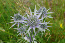 Cardo (<i>Eryngium Bourgatii</i>).