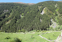 Al otro lado, parte umbría del valle con un bosque denso de pinos y otras especies caducifolias.