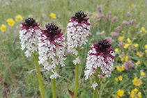 Orquídeas (Orchis ustulata).