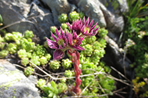 Siemprevivas (Sempervivum arachnoideum).