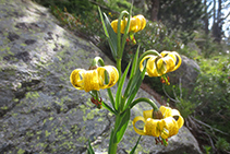 Martagón amarillo (Lilium pyrenaicum).