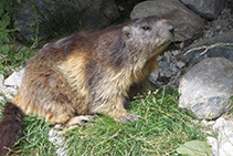 Marmota saliendo de su madriguera.