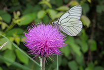 Ejemplar de mariposa blanca del majuelo.