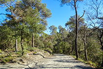 Camino muy cómodo entre encinas, pinos y algún roble.