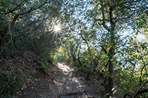 Tramo de sendero muy agradable y sombrío.