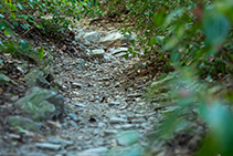 La red de senderos del Parque Natural de Collserola está bien mantenida.