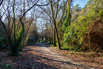 Tramo de camino muy agradable por un fondo de valle sombrío y fresco junto al torrente de la Budellera.