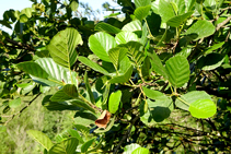 El aliso, árbol típico del bosque de ribera.