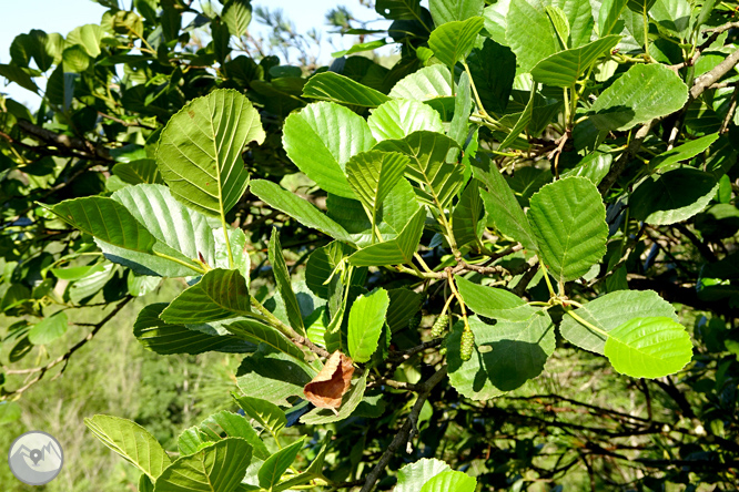 Vía Verde de Cal Rosal a Pedret 1 