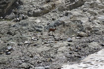 Un rebeco, en la base del glaciar.