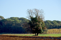 Cultivos, carrizales y pinares.