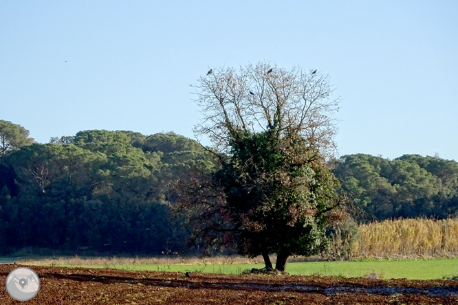 El volcán de la Crosa de Sant Dalmai 1 