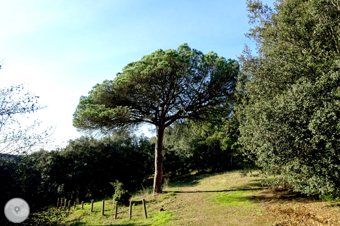 El volcán de la Crosa de Sant Dalmai 1 