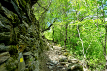 Bosque de robles y arces.