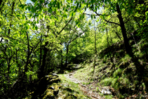 Parte baja del bosque de Arnui.