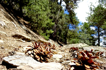 Detalle del pinar del bosque de Arnui.