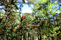 El pinar del bosque de Arnui.