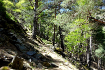 Pinar de pino rojo con abedules en el bosque de Arnui.