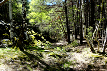 Juegos de luces y sombras en el bosque de Arnui.