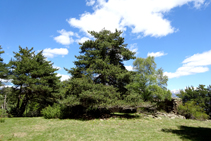 Llano de las bordas de Arnui.