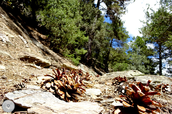 Vuelta a los campos de Arnui desde Llavorsí 1 