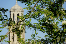 Campanario de Sant Esteve detrás de una rama de falsa acacia.