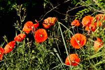 Estallido primaveral de amapolas (<i>Papaver rhoeas</i>) en la orilla norte del Onyar.