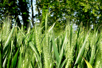 Trigo y bosque de ribera en segundo término.