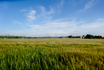 Campos de trigo de Can Bosquets.