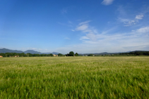 Campos de trigo de Can Salamanya.