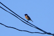 Tarabilla común (<i>Saxicola torquata</i>) observando desde un cable.