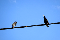 Estorninos vulgares (<i>Sturnus vulgaris</i>) sobre un cable.