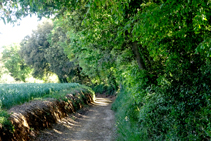 Bosquet de Can Coll antes de llegar a Sant Dalmai.