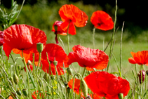 Amapolas (<i>Papaver rhoeas</i>) al margen del camino.