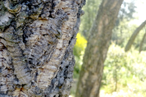 Cortezas de alcornoque (<i>Quercus suber</i>).