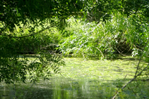 Detalle de la acequia de las Fonts.