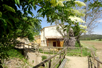 Saúco (<i>Sambucus nigra</i>) y el molino de las Fonts.