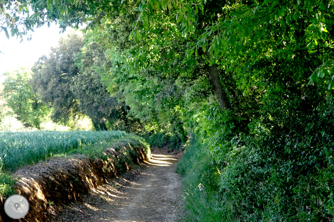 Vuelta por el Rec de Banyacans y las Fuentes de Salitja 1 