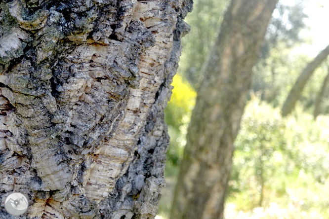 Vuelta por el Rec de Banyacans y las Fuentes de Salitja 1 